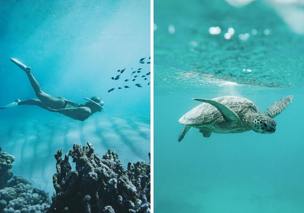 Snorkelling in Exmouth