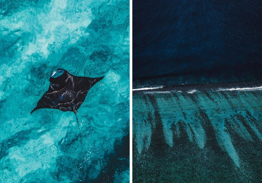 Swimming with manta rays