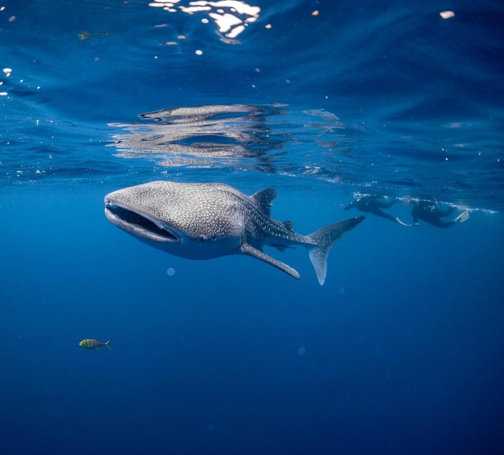 exmouth - swim with whale sharks