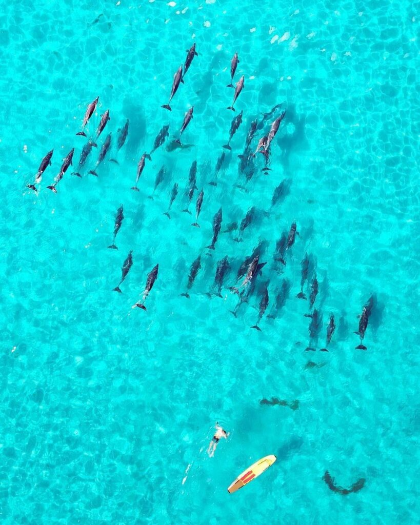 twilight bay esperance - paddling with dolphins