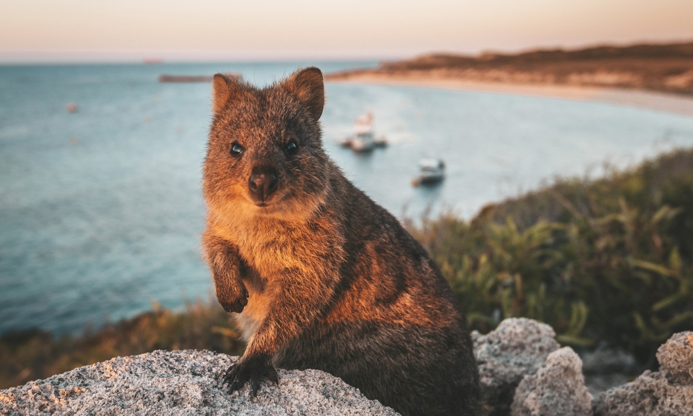 Quokka selfie on Rottnest Island 