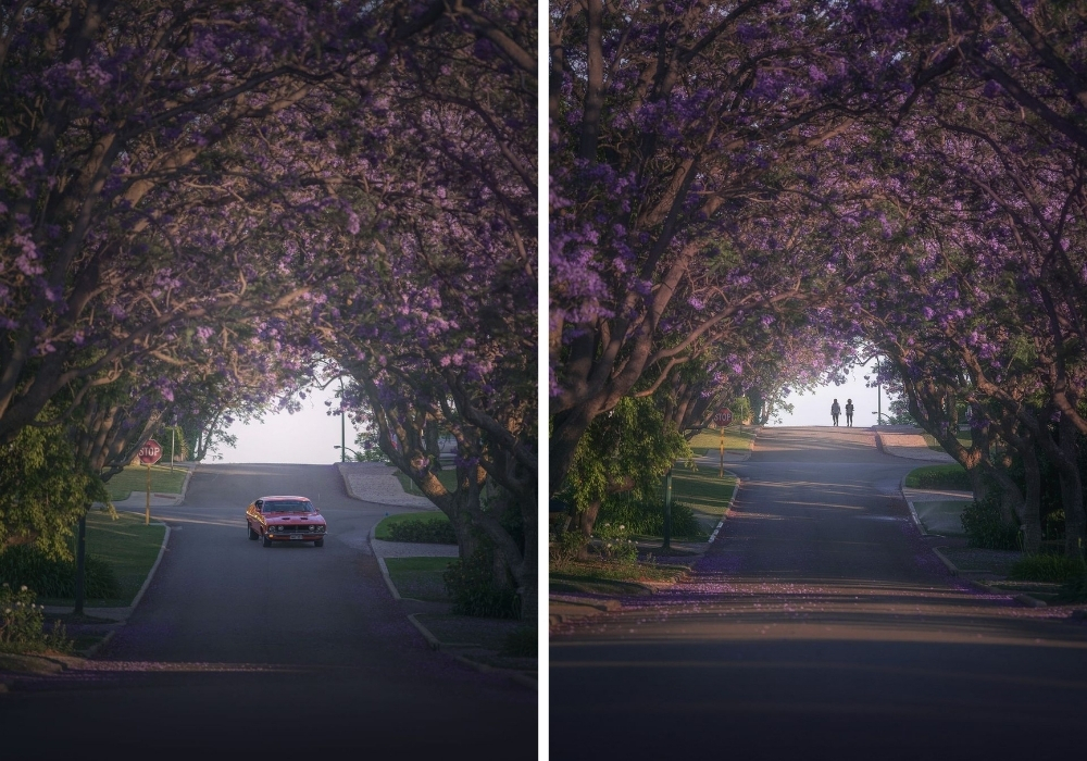 Jacarandas blooming in Applecross.