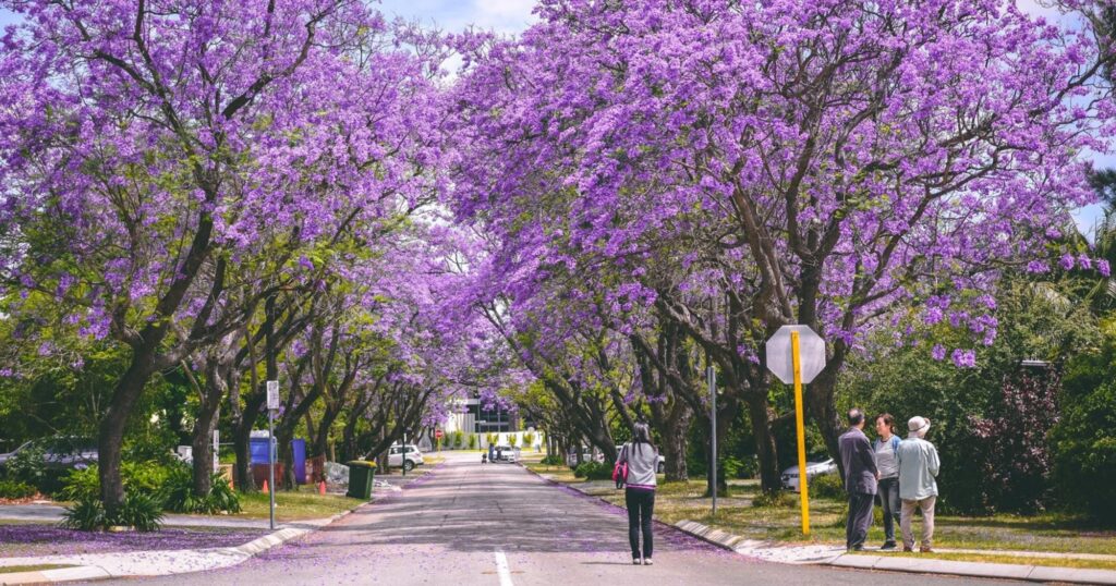 Jacarandas in Applecross