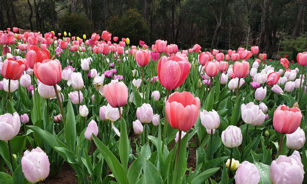 Araluen Botanic Park