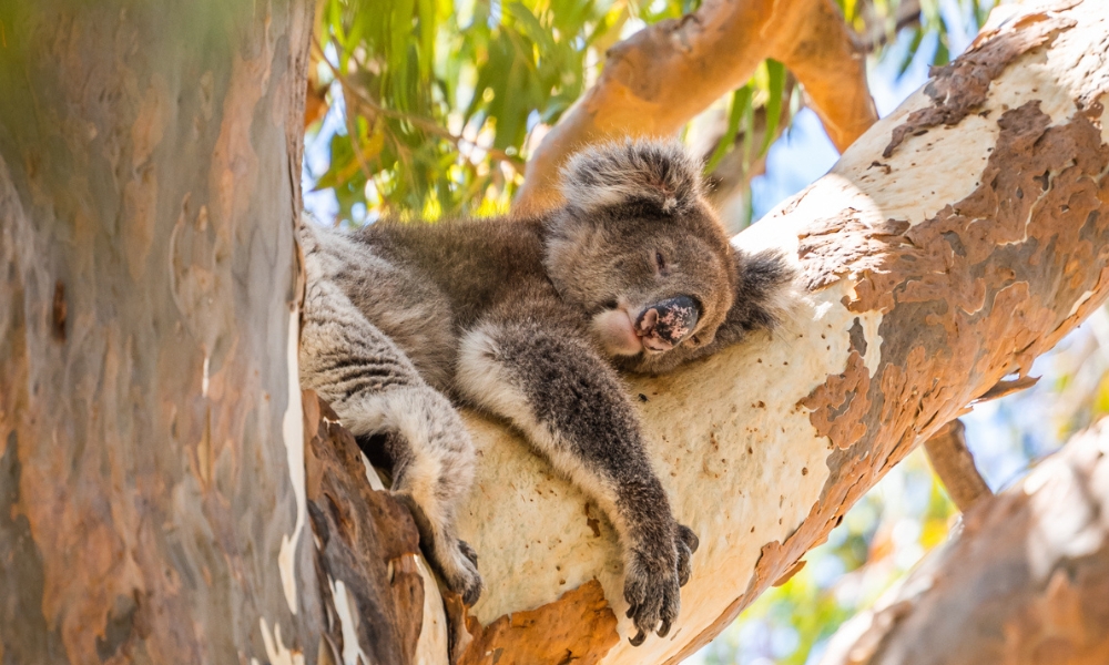 Koala Boardwalk