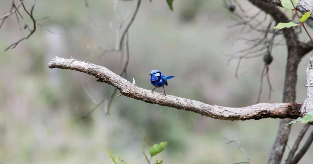 Bungendore Park