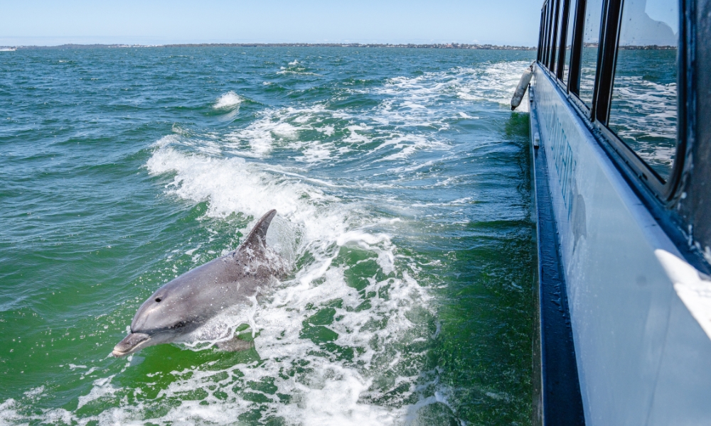 Spot wildlife and soak up scenic views on the Murray River Lunch Cruise.