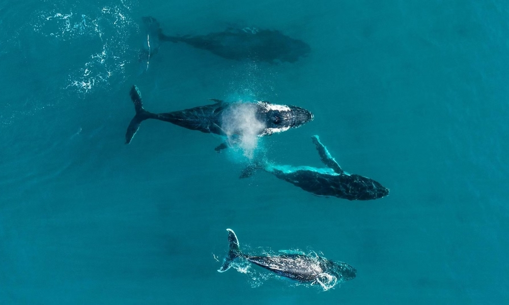 Whale Watching in Dunsborough Western Australia WA