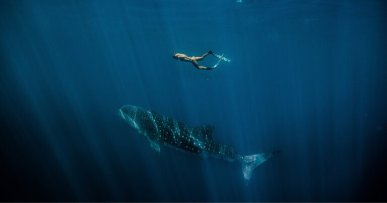 Swimming with whale sharks in Exmouth