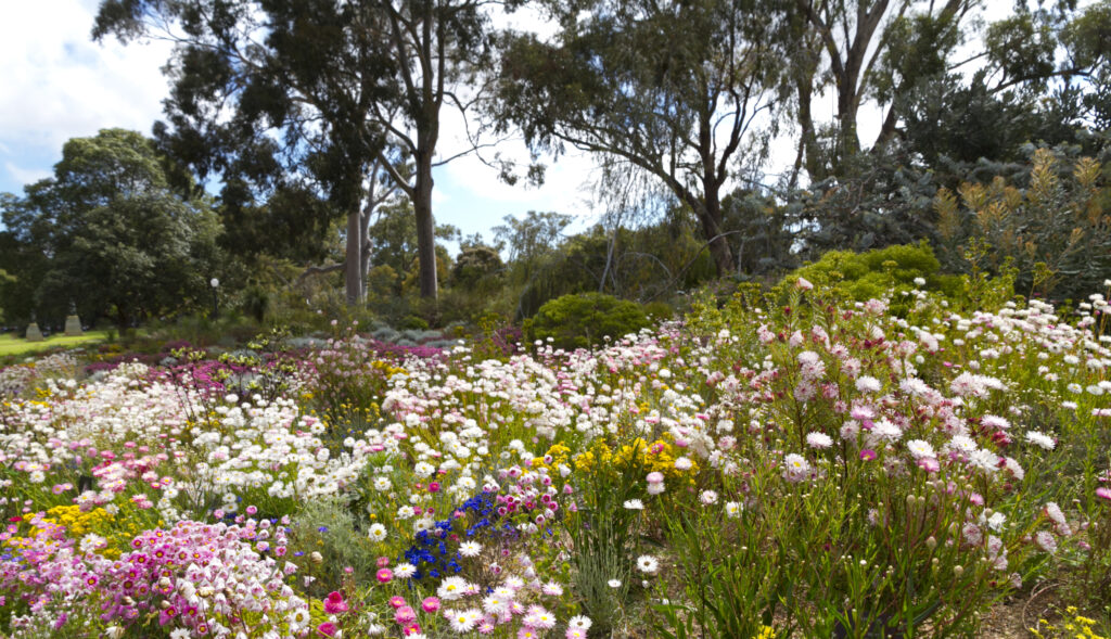 A field of pink and white everlasting flowers in front of Australian native trees