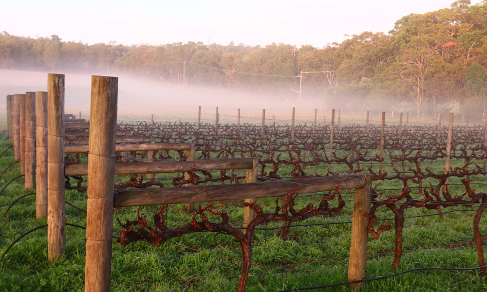 Lion Mill Vineyards