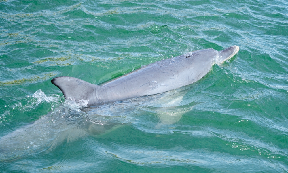 Spotting dolphins on a Mandurah Dolphin Cruise & Views Tour.