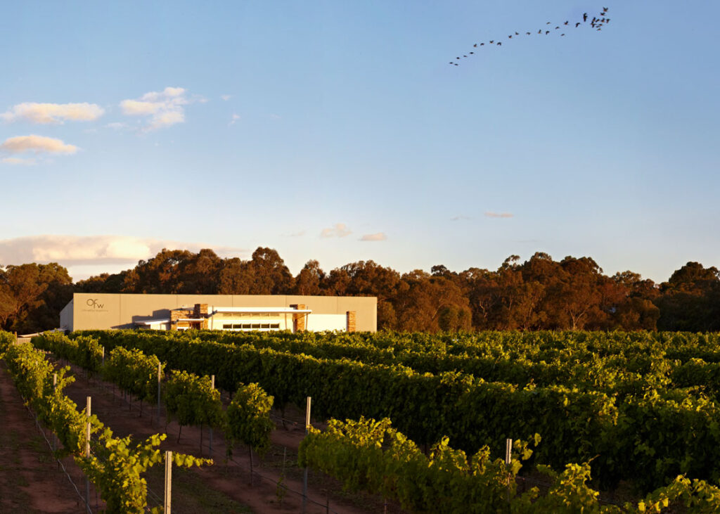 Rows of green grape vines leading up to a Swan Valley cellar door. Blue skies with a flock of birds flying by.