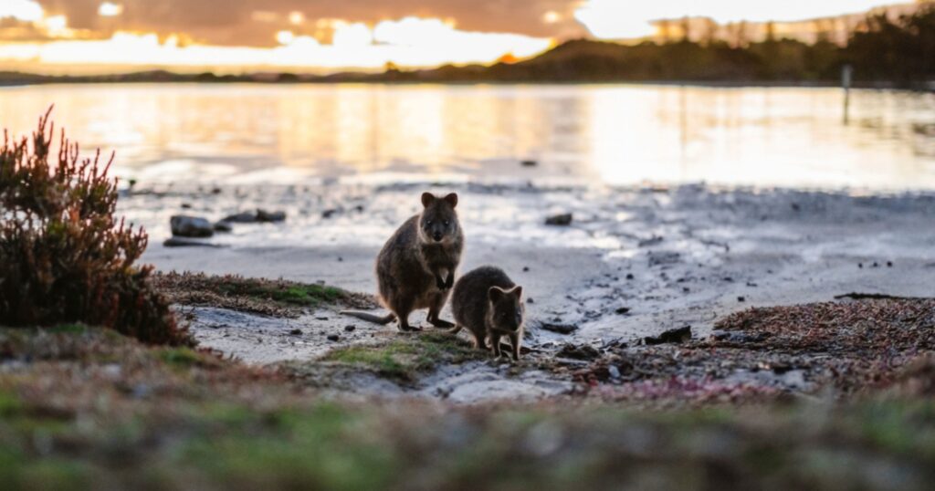 Rottnest quokka