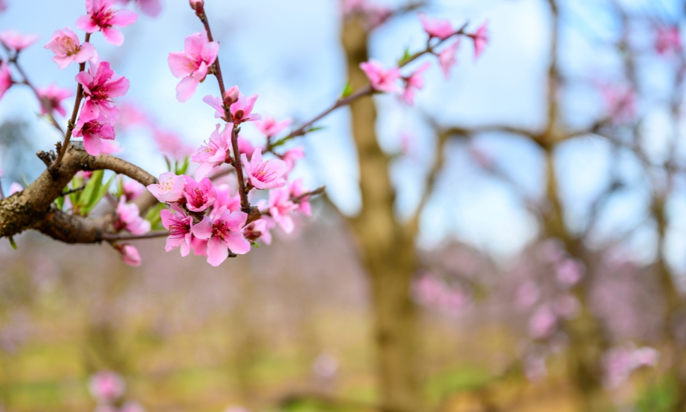 Raeburn Orchards