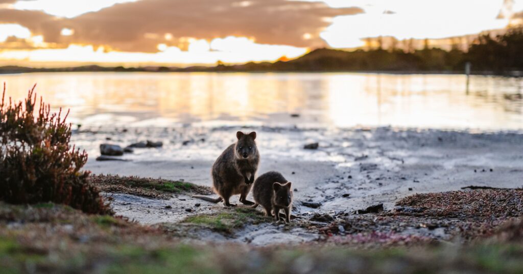 Rottnest Island