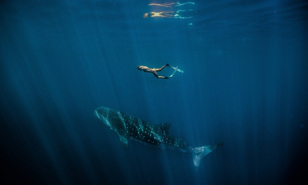 Swimming with whale sharks in Exmouth