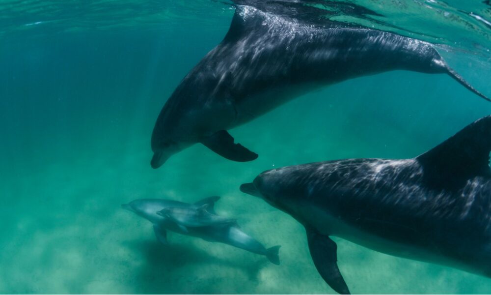 Swimming with wild dolphins in Rockingham.