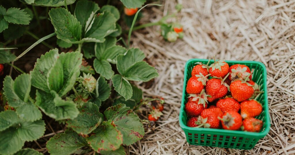 Strawberry-picking