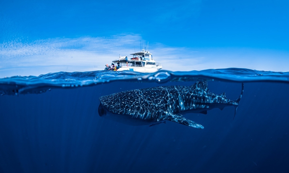 Snorkelling with the whale sharks in Coral Bay