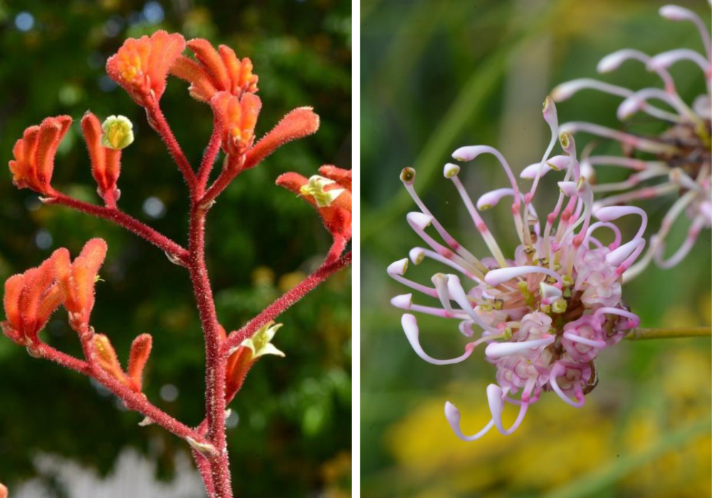 Uncover the park's botanical wonders