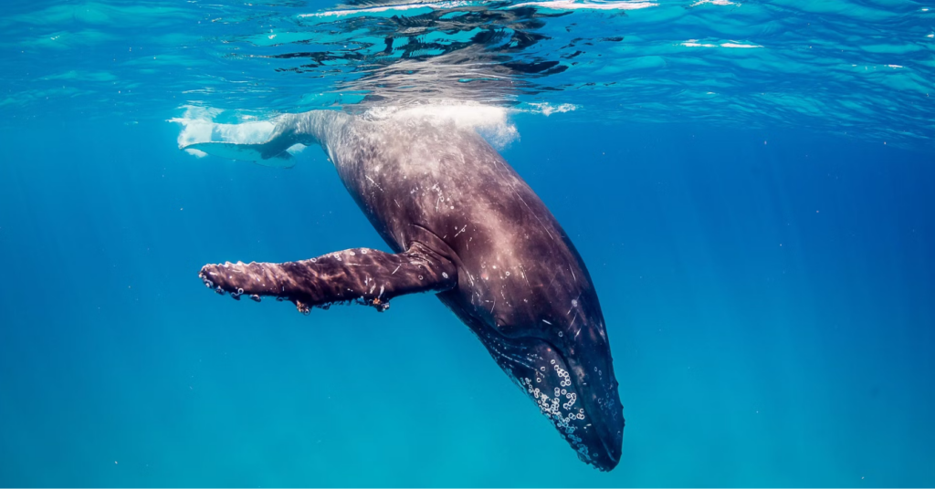 Humpback whale at Ningaloo.