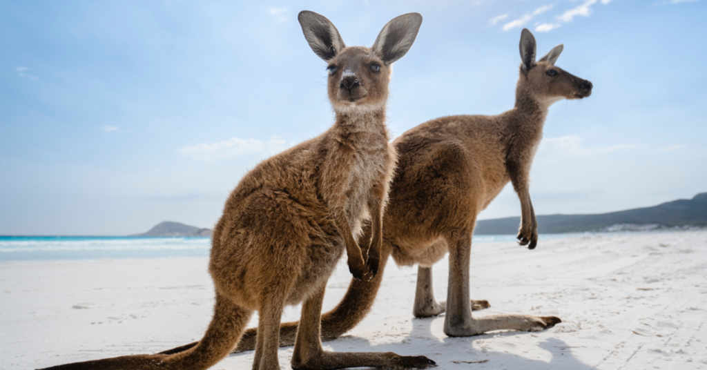 esperance - lucky bay roos