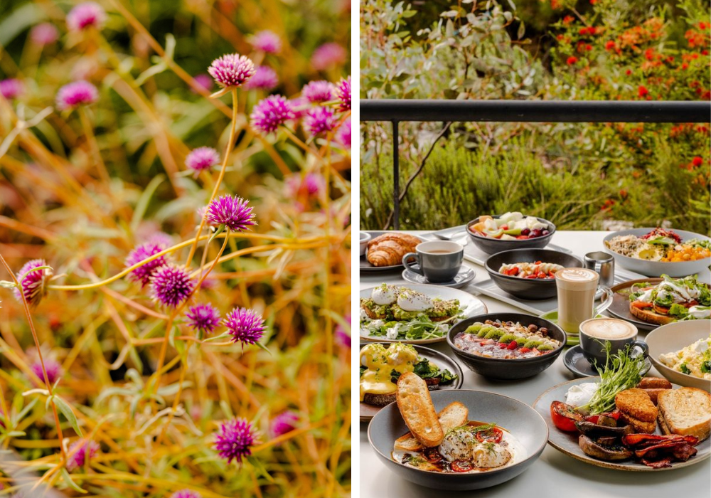 Breakfast in the bush at Zamia Cafe